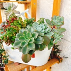 そのまま飾れる多肉植物寄せ植え③エケベリアなど　雑貨付きの画像