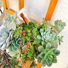 そのまま飾れる多肉植物寄せ植え③エケベリアなど　雑貨付きの画像