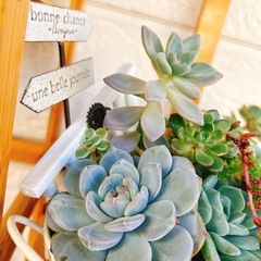 そのまま飾れる多肉植物寄せ植え③エケベリアなど　雑貨付きの画像