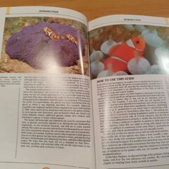 クマノミの写真集　専門書　ANEMONE FISHES オーストラリア製の画像