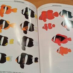 クマノミの写真集　専門書　ANEMONE FISHES オーストラリア製の画像