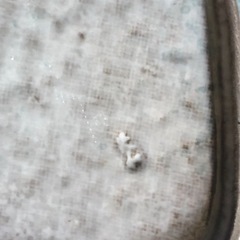 プレート、大皿、陶器製、2枚セットの画像