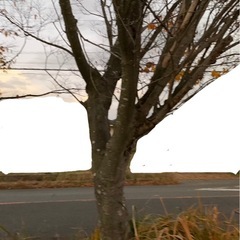 伐採木　けやき？？？の画像