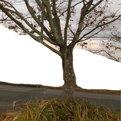 伐採木　けやき？？？の画像