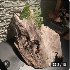 流木 アクアリウム 爬虫類 ハンドメイド テラリウムNo.31の画像