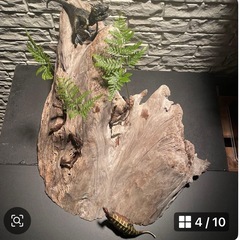 流木 アクアリウム 爬虫類 ハンドメイド テラリウムNo.31の画像