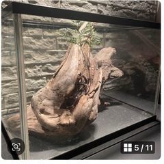 流木 アクアリウム 爬虫類 ハンドメイド テラリウムNo.32の画像