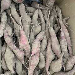 値下げ【不揃い】紅はるか　さつまいも　2kgの画像