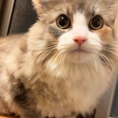 ノルウェージャンフォレストキャットのむぎちゃん