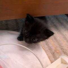 生後3ヶ月の双子の黒猫♂♀をどうかご家族にお迎えください