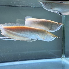 アルビノシルバーアロワナ　完品　40cmupの画像