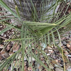 ココスヤシ🌴陶器の鉢付きの画像