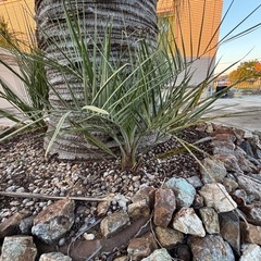 ココスヤシ🌴陶器の鉢付きの画像