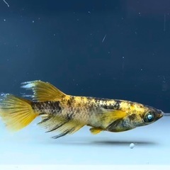 金閣稚魚5匹＋α 画像は親個体となり販売ではありませんの画像