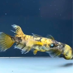 金閣稚魚5匹＋α 画像は親個体となり販売ではありませんの画像