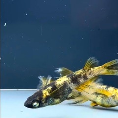 金閣稚魚5匹＋α 画像は親個体となり販売ではありませんの画像