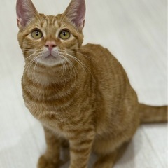 「ずっとのお家」を探しています