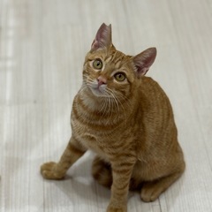 「ずっとのお家」を探しています - 岡山市