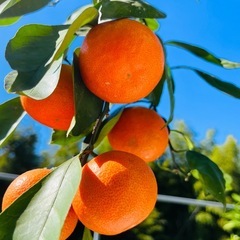 訳あり小原紅早生　1袋400円の画像