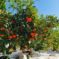 訳あり小原紅早生　1袋400円の画像