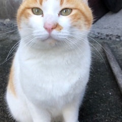 おだやかで懐いてます