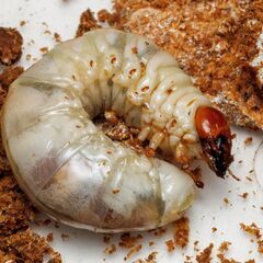 久留米産 オオクワガタ 幼虫セット オス2メス1 25年産  CBF2の画像