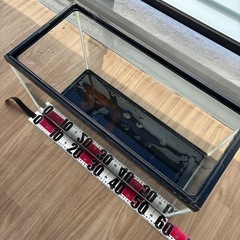 GEX 60センチ水槽の画像