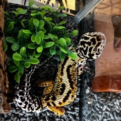 レオパードゲッコー