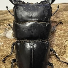 ダイオウヒラタクワガタの幼虫の画像