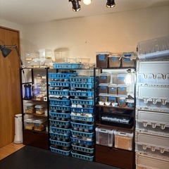 ダイオウヒラタクワガタの幼虫の画像