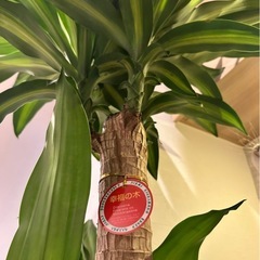 ドラセナ マッサンゲアナの画像