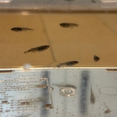 メダカ　サファイア　6匹　の画像