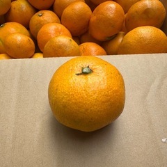激安　みかん　とびしま　サイズ大小あり　10キロの画像