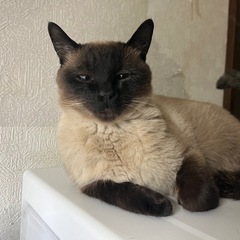 シャム系にゃん