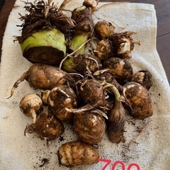 残りわずか❣️無農薬  自家栽培里芋（土付き ）の画像