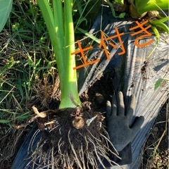 残りわずか❣️無農薬  自家栽培里芋（土付き ）の画像