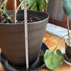 観葉植物　モンステラの画像