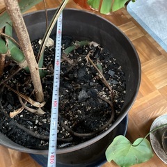 観葉植物　モンステラの画像