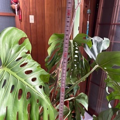 観葉植物　モンステラの画像