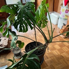 観葉植物　モンステラの画像