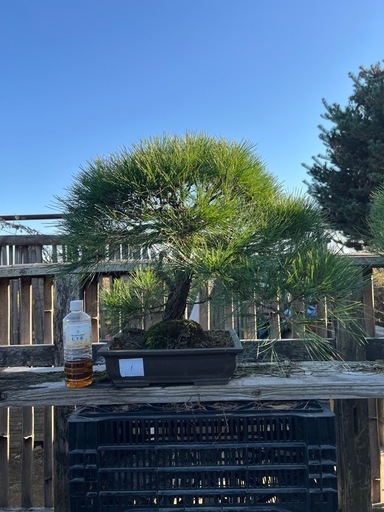 赤松盆栽　極上品　樹齢約35年