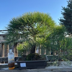 赤松盆栽　極上品　樹齢約35年の画像