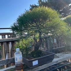 赤松盆栽　極上品　樹齢約35年の画像