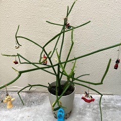 🎄ミニ・ミルクブッシュの画像