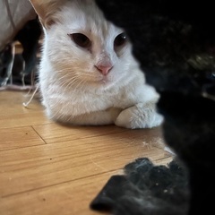 野良の白猫ちゃん 