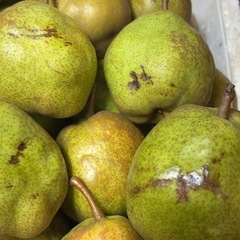 ラ・フランス 小玉 M～L B品 約5kgの画像