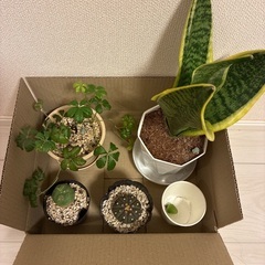 観葉植物とサボテンと多肉植物のセットの画像
