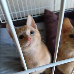 9月18日保護　チョコ（仮）♂