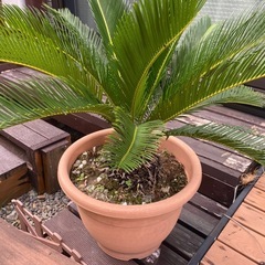 ソテツ　観葉植物の画像