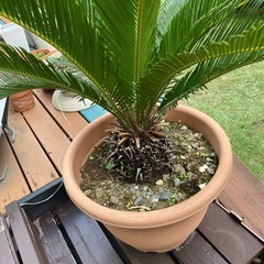 ソテツ　観葉植物の画像